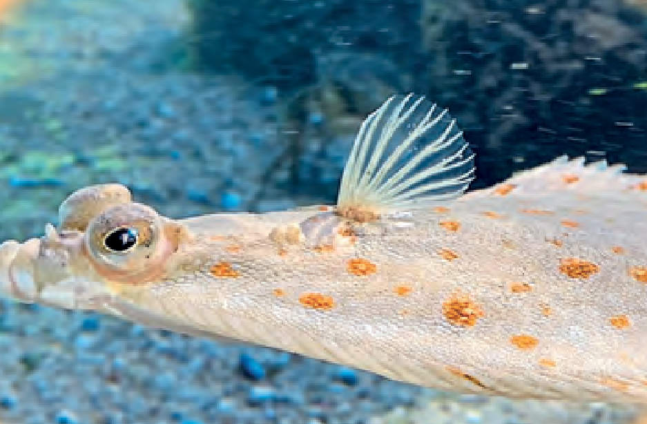 Im Ostsee Info-Center Eckernförde lernt man so einiges über die Unterwasserwelt - auch, wie dieser Bewohner des Gewässers heißt.