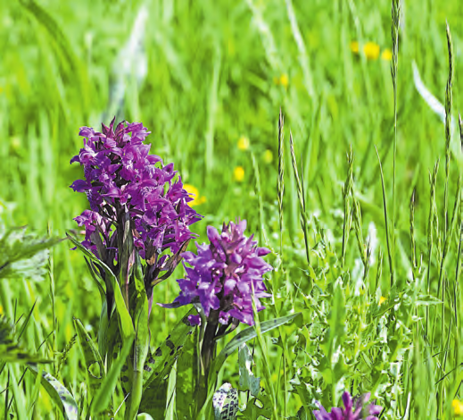 Das Breitblättrige Knabenkraut, Breitblättrige Fingerwurz genannt, ist eine Orchideen-Art. Es wächst bevorzugt auf ungedüngten Feuchtwiesen.