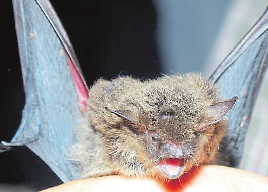 Die Wasserfledermaus ist eine Unterart, die sich in Waldhütten besonders wohlfühlt. Foto: Hans-Jürgen Kühl