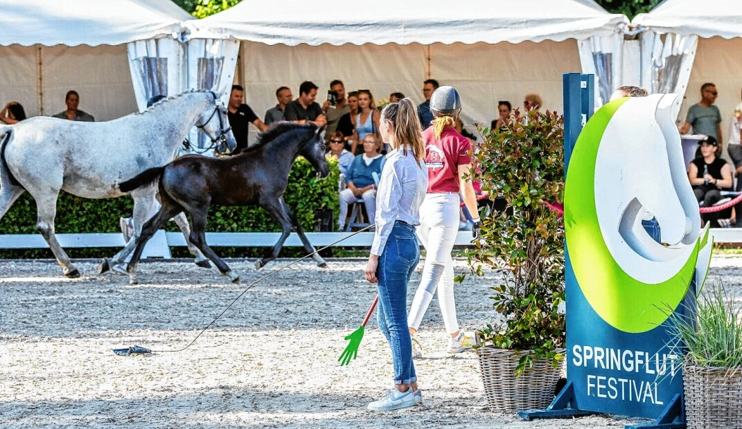 Neben großem Springsport lädt auch die Fohlenauktion nach Hörup ein. Fotos: Christina von Einem