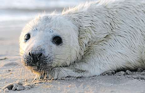 Wie süß: Ab November gibt es im Wattenmeer wieder Kegelrobben-Junge zu bestaunen.