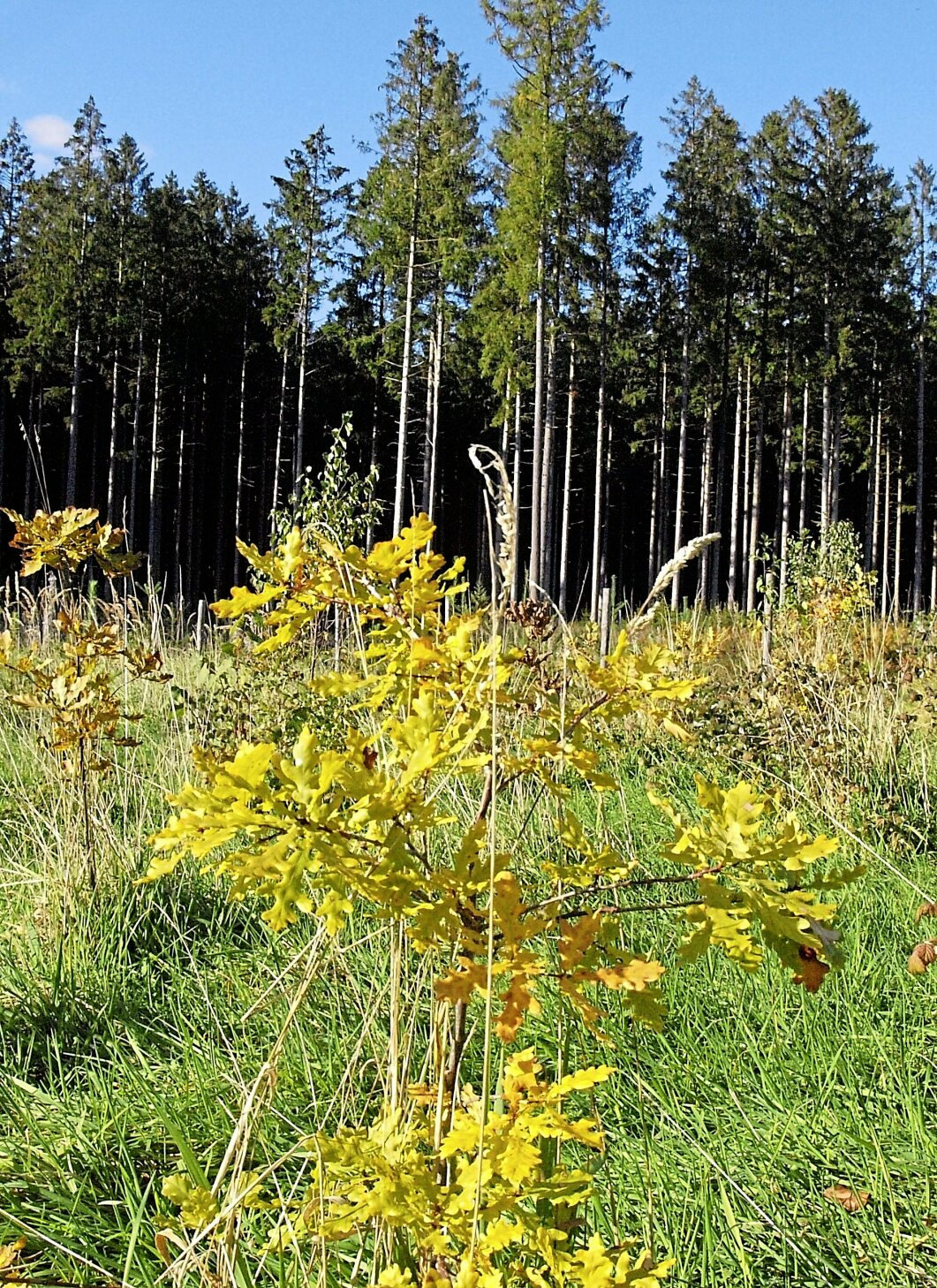Walderneuerung in den Bondenschiften: Vor drei Jahren wurden auf 0,6 Hektar unter anderem kleine Eichen gepflanzt; im Hintergrund Fichtenbestände aus der Nachkriegszeit.