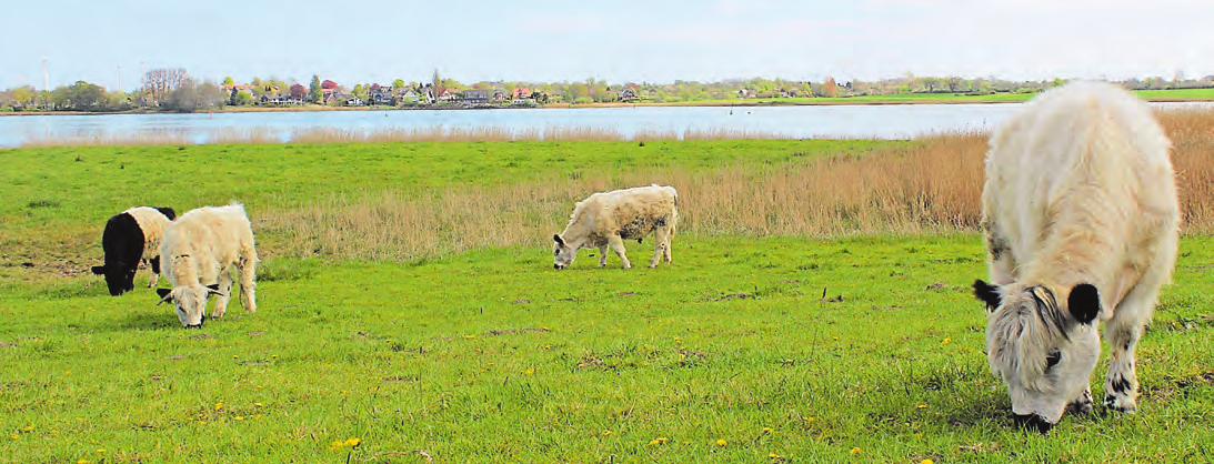 Häufig beweiden Robustrinder die renaturierten Salzwiesen und verhindern so, dass dort wieder Schilf aufwächst. Der Naturpark fördert Zaunbaumaßnahmen, damit Landwirte die Bewirtschaftung von Salzwiesen wieder aufnehmen können. FOTO: JAN BLANKE