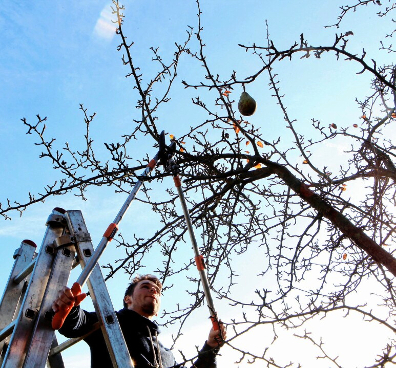 An warmen Wintertagen können die nun kahlen Obstbäume geschnitten werden. Foto: dpa/Nestor Bachmann