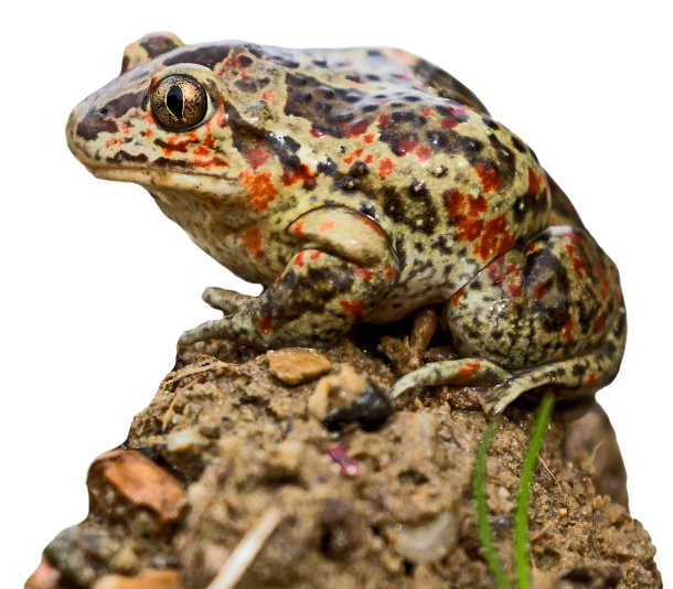 Foto: Imago/Blickwinkel