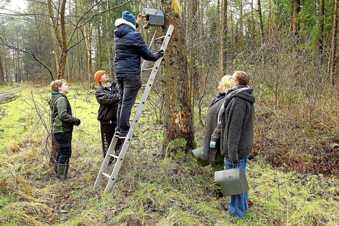 Pfadfinder Tim reinigt ein Nistkasten direkt am Baum während Torben Gommert die Leiter sichert.