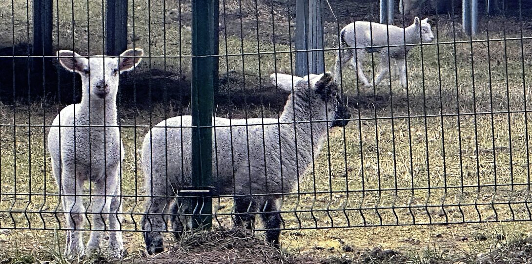 Vierlerorts sind jetzt kleine Osterlämmer zu sehen.