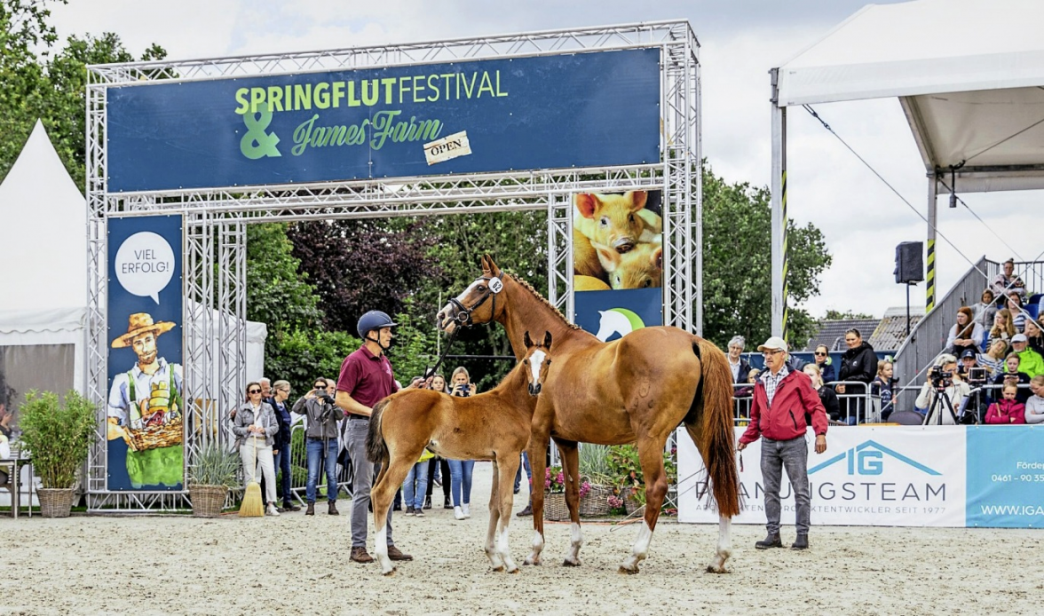 Bei der Holsteiner Highlight Sales Hybridauktion stehen ausgesuchte Fohlen im Mittelpunkt.