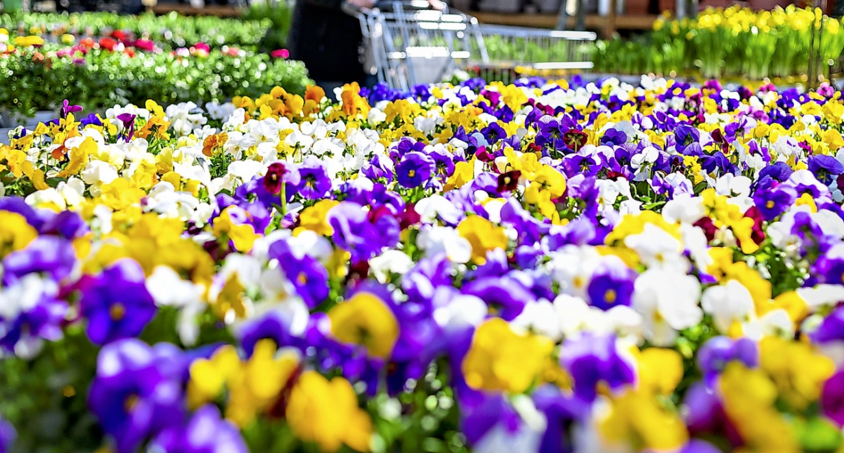 Vieles lockt schon zum Kauf – Hornveilchen dürfen nun schon in den Garten. Foto: imago/Funke Foto Services