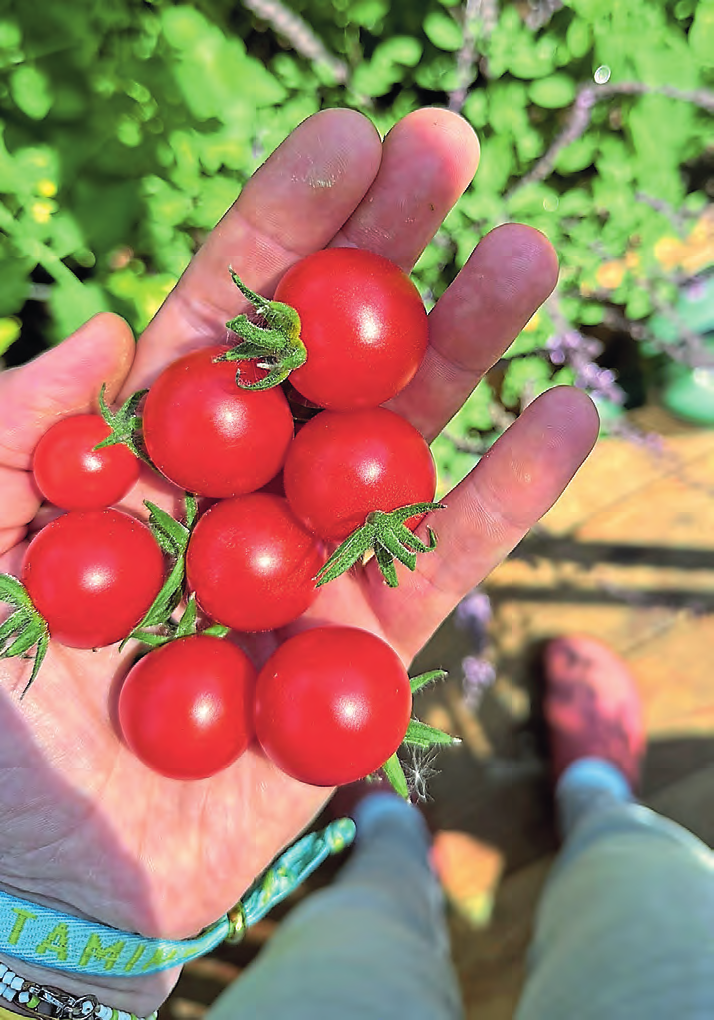 In diesem Jahr möchte sich die Garten-Liebhaberin auch an verschiedenen Gemüsepflanzen versuchen, so dass die Ernte bestenfalls mehr als Tomaten bereithält.