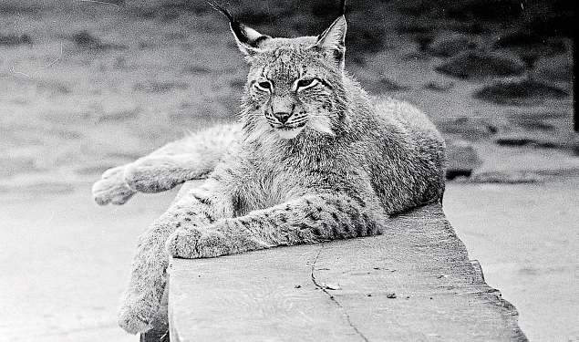 Das Lieblingstier von Courier-Fotograf Walter Erben war dieser Luchs. Das Tier gehörte von Beginn an zum Tierpark.