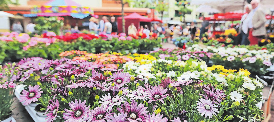 Beim Leichlinger Frühlingsfest blüht es in der Innenstadt am 10. und 11. Mai in vielen bunten Farben. FOTO: UWE MISERIUS