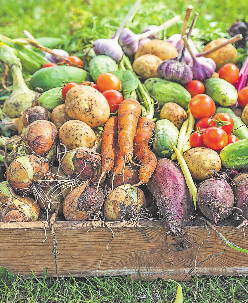 Wer Gemüse in einem Gewächshaus pflanzt, kann sich bereits früh im Jahr über eine reiche Ernte freuen. FOTO: GETTY IMAGES/ALICJANE
