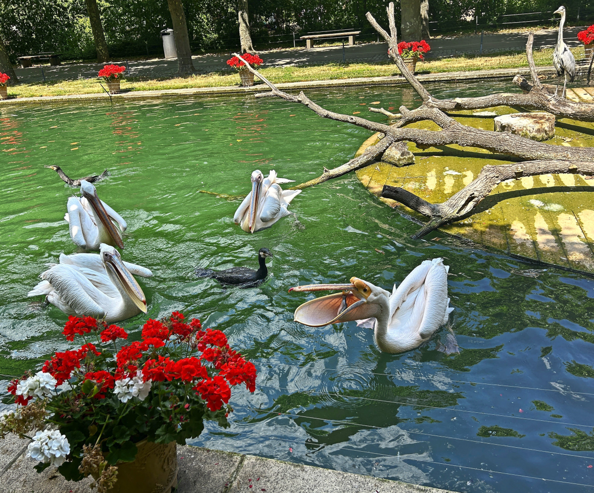 Das hungrige Federvieh bei der Fütterung: vier Pelikane, zwei Kormorane - einer davon wild - und rechts oben im Bild, ein Graureiher.