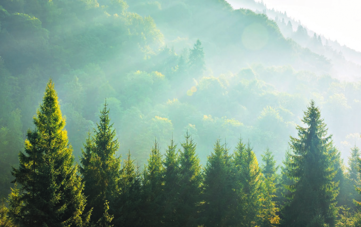 Foto: Pellinni/adobestock.com