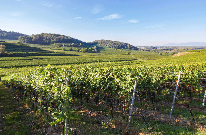 Reben - fast so weit, wie das Auge reicht. Spätsommerliche Aufnahme am Kaiserstuhl. FOTO: WINZERVEREIN OBERROTWEIL