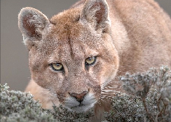 Puma aus Jäger des Lichts   FOTO: INGO ARNDT PHOTOGRAPHY