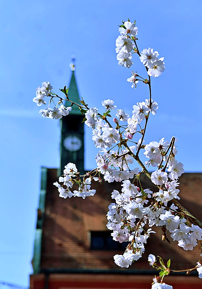 Am Alten Rathaus am Urteilsplatz hält der Frühling Einzug.