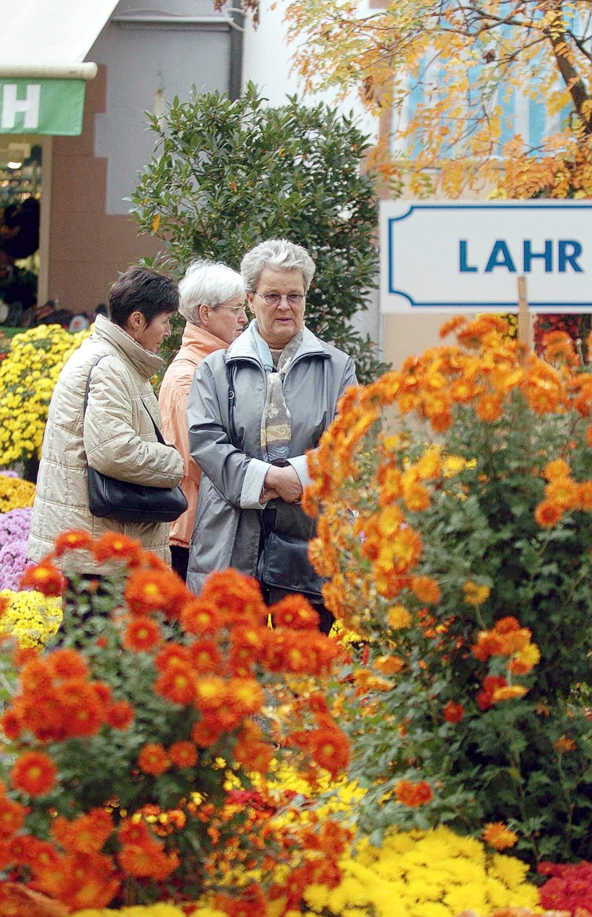 Lahr blüht auf zur Chrysanthema. FOTO: WOLFGANG KÜNSTLE