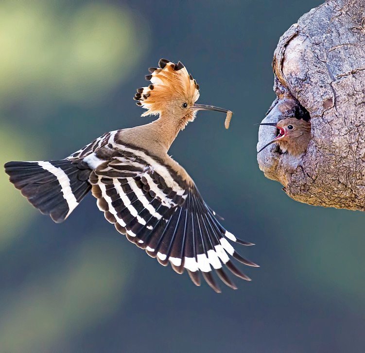 FOTO: WILDLIFEPHOTO-DEMMEL (STOCK.ADOBE.COM)