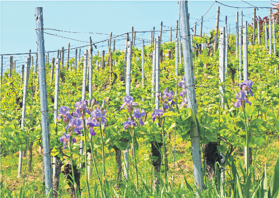 Natur pur zwischen Rohracker und Frauenkopf. Fotos: Jürgen Brand