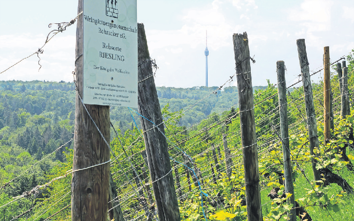 Weinwandern mit Aussicht auf den Fernsehturm: Das ist am 11. Mai wieder möglich. Dann lädt die Weingärtnergenossenschaft Rohracker zum Weinwandertag.