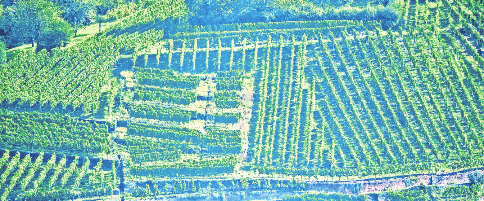 In den Steillagen im Neckartal dürfte der Weinbau in den kommenden Jahren immer schwieriger werden. Foto: Brand