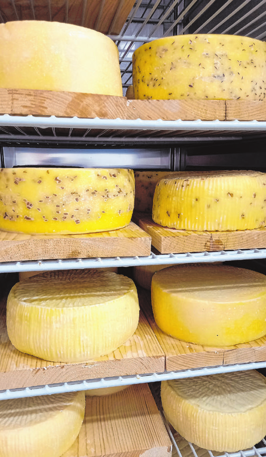 Die Milch für den Käse stammt von den eigenen Kühen und darf nach der Verarbeitung im neuen Reifeschrank seinen vollen Geschmack entfalten.