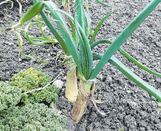 Lecker und einfach anzubauen: Zwiebeln passen in jedes Frühjahrsbeet und schmecken herrlich aromatisch.