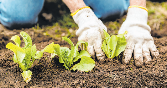 Vielfalt: Firmen bieten viele Pflanzideen an. Foto: Pexels