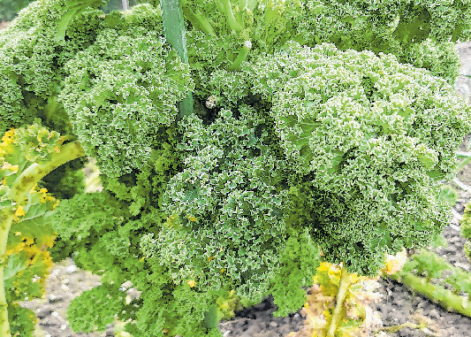 Vitaminreich: Kohlgemüse ist sehr gesund und wächst bereits im Frühjahr. Foto: Christian Treffer, IVA