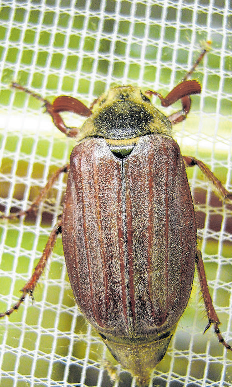 Insektenschutz hält ungebetene Gäste zurück.