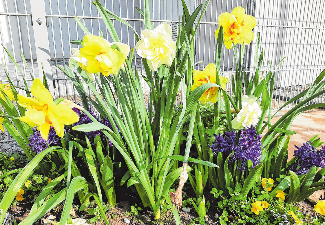 Farbenfroh: Blumen sorgen für Freude und passen auch auf kleine Flächen. Foto: Christian Treffer