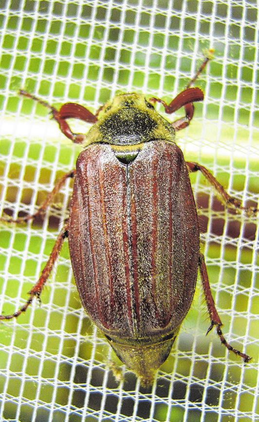 Insektenschutz hält ungebetene Gäste zurück.