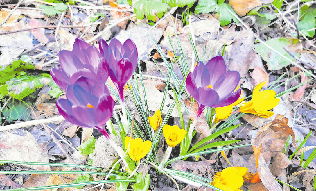 Wenn der Garten aus dem Winterschlaf erwacht, gibt es wieder viel zu tun. Laub und Co. aus dem Vorjahr sollten entfernt werden. Fotos: Christian Treffer