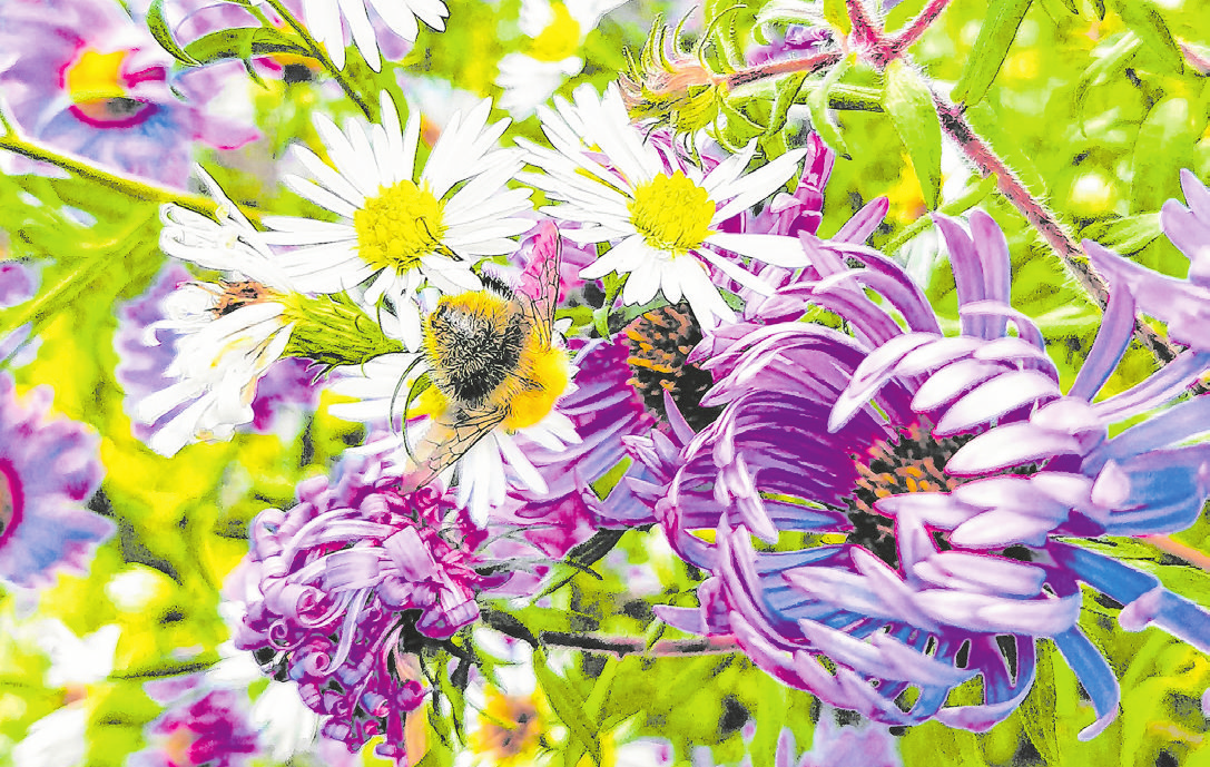 Für einen guten Start: Ein durchdachtes Konzept ist die Basis für alle Projekte. Bunte Blumen erfreuen das Herz und locken Insekten an. Fotos: Christian Treffer