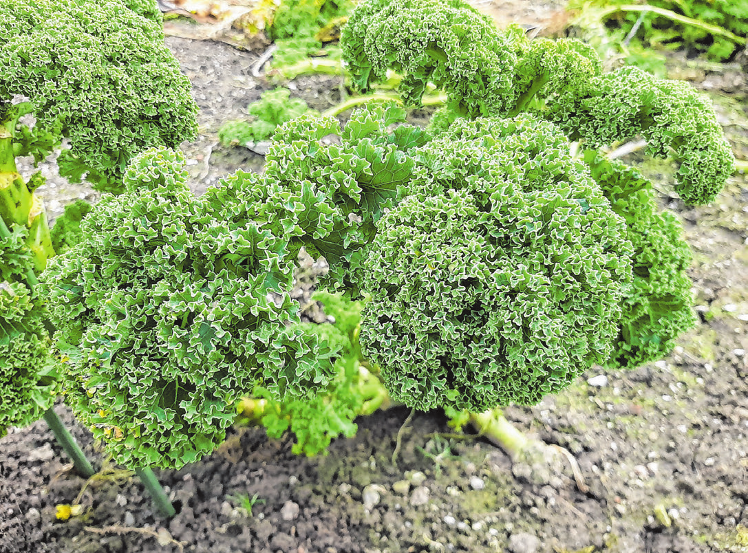 Gesund und lecker: Grünkohl kann im Garten ganz einfach angebaut werden. Foto: Christian Treffer