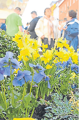 Lass den Frühling endlich einziehen: Bunte Blumen sorgen doch gleich für gute Laune nach den langen Wintertagen. Foto: bh
