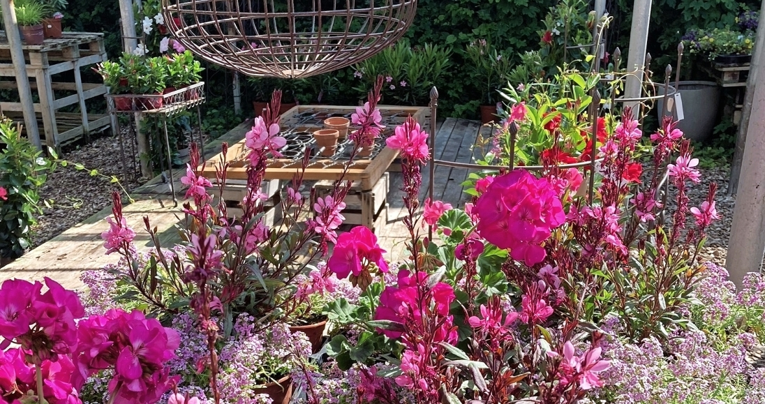 Beim Pettstadter Rosenfest gibt es natürlich nicht nur Rosen, sondern vieles mehr zu bestaunen. FOTOS: GÄRTNEREI REICHERT
