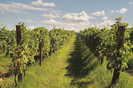 Besonders aromatische Trauben dank Nähe zum Meer: Die Weinberge Ankarans erstrecken sich über fast 70 Hektar.Foto: Mike Mareen - stock.adobe.com