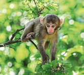 Foto: Affenberg Landskron