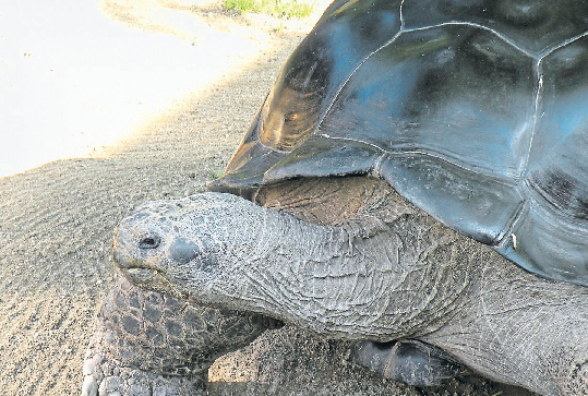 Die wohl bekanntesten Bewohner im Reptilienzoo sind die über 150 Jahre alten Galapagos-Riesenschildkröten<br/>Foto: Reptilienzoo Happ