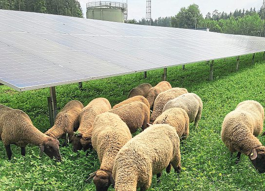 Die Beweidung von Photovoltaik-Freiflächen ist eine zukunftssichernde Variante der Stromerzeugung. Foto: Kelag