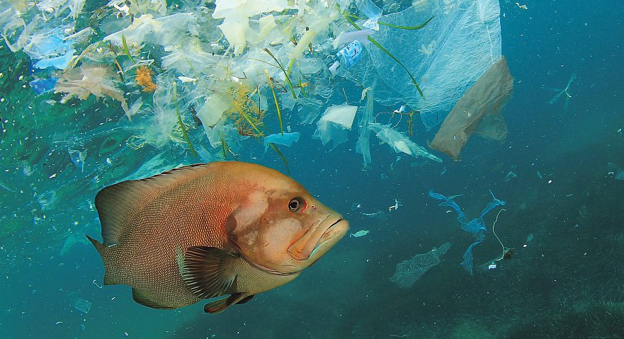 Bis zu acht Millionen Tonnen Mikroplastik werden jedes Jahr in die Ozeane gespült - mittlerweile lassen sich die Partikel in vielen Bereichen der Umwelt nachweisen. Foto: Richard Carey - stock.adobe.com