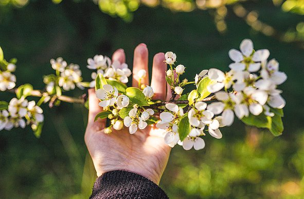 Zur Zeit der Apfelblüte gleicht die Steiermark einem Paradies in Weiß und Rosa. Foto: Yuliya - stock.adobe.com