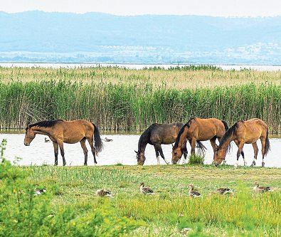 Tierwelt am Steppensee: Am Schilfgürtel rund um den Neusiedler See im Nordburgenland trifft man beim Wandern grasende Pferde und Enten. Fotos: Burgenland Tourismus GmbH/Birgit Machtinger