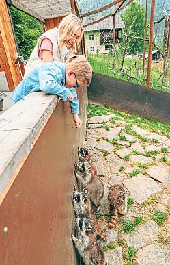 Im Wildpark Assling erlebt man auf 80.000 m² die heimische Tierwelt. Foto: Peter Maier