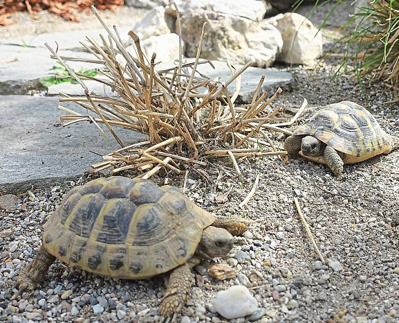 Still, faszinierend und ganz nah - die Reptilien im Zoo Happ. Foto: Reptilienzoo Happ