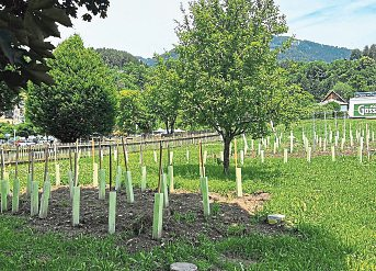 Insgesamt 900 Pflanzen wurden vor dem Stift Millstatt gesetzt. Es handelt sich um pilzwiderstandsfähige Weißweinsorten, Blütenmuskateller und Sauvignon Gries. Foto: Elisa Aschbacher