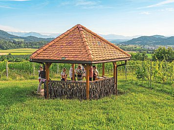 Der Weingarten von Vinum Virunum in St. Donat Foto: Marvin Walder